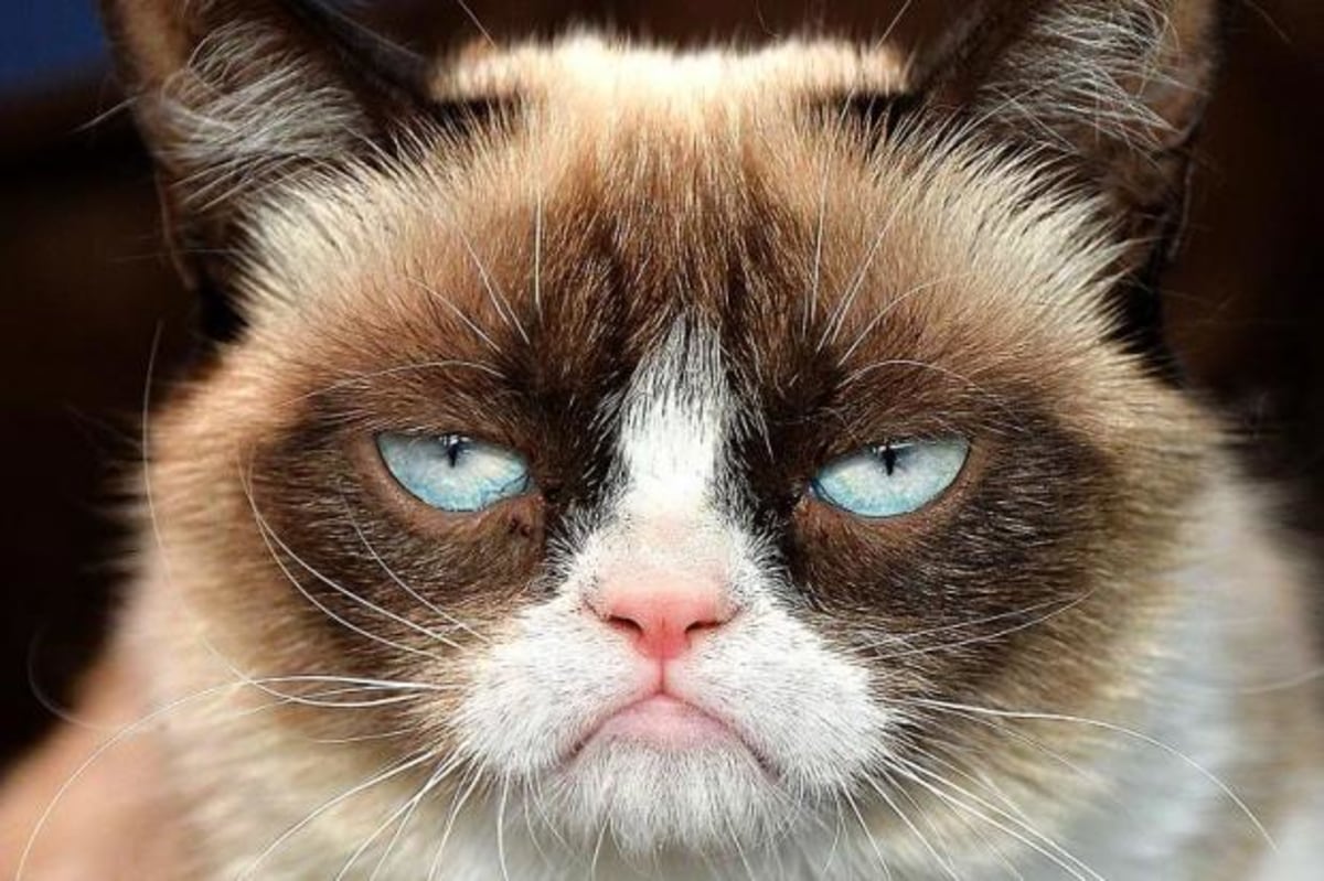 Grumpy Cat Not Amused meme template: A displeased cat looks directly at the viewer, making a short caption feel unimpressed, tired, or quietly opposed.