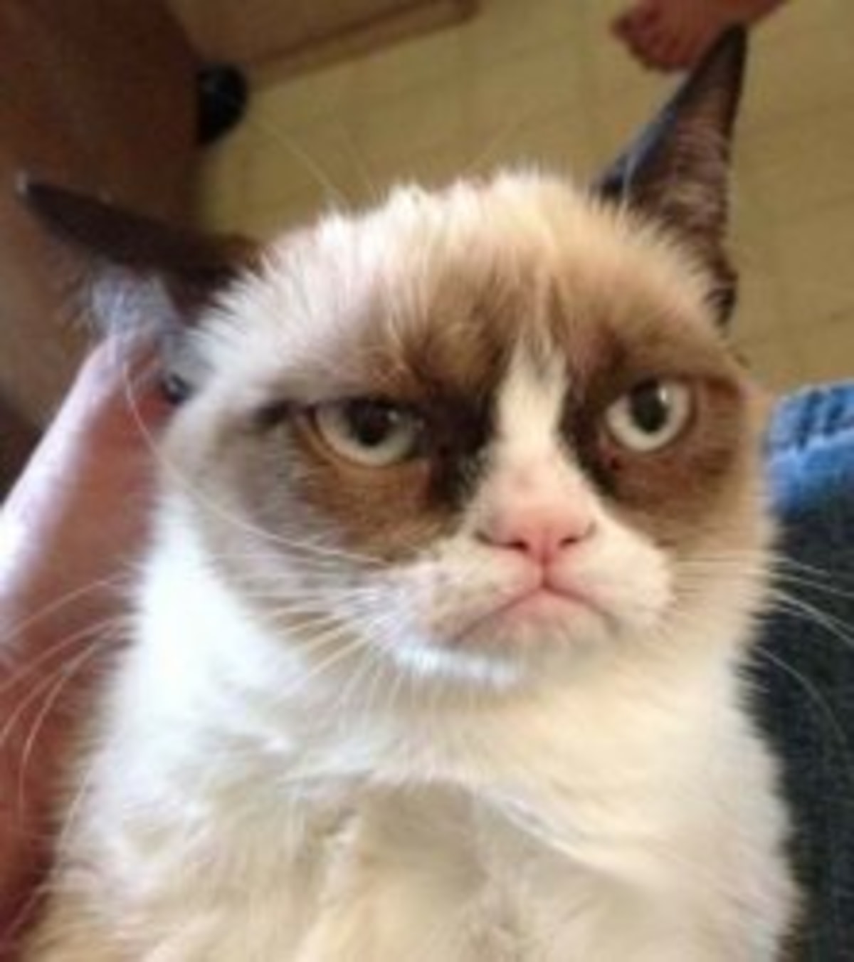 Grumpy Cat Reverse meme template