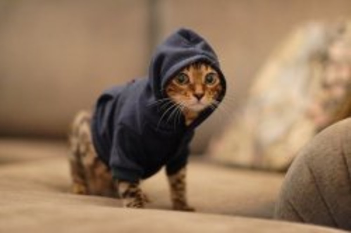 Hoody Cat meme template