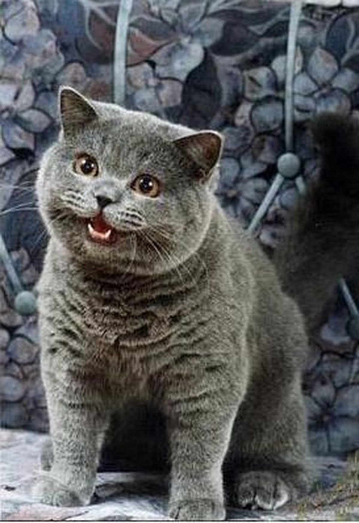 I Can Has Cheezburger? meme template