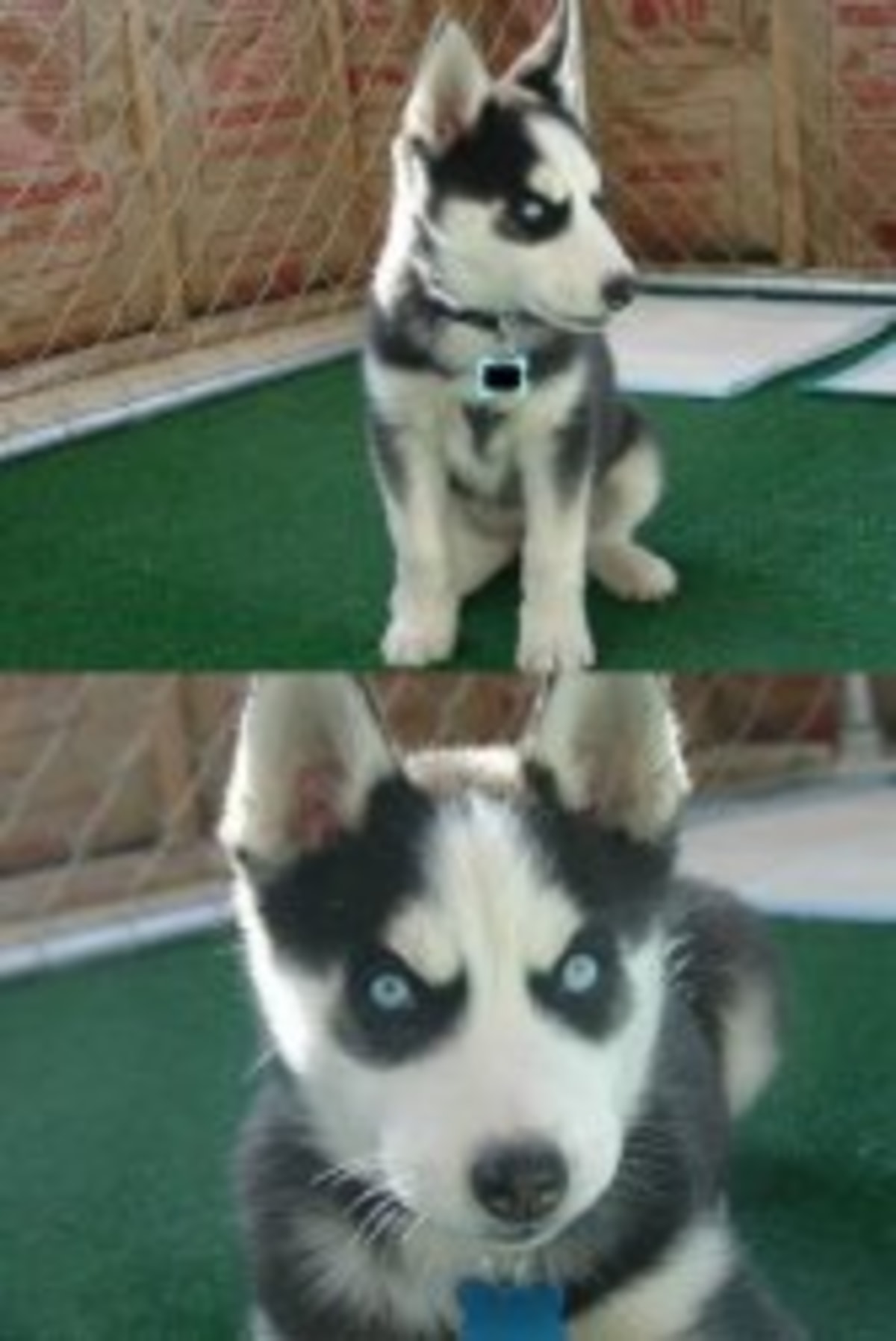 Insanity Puppy meme template