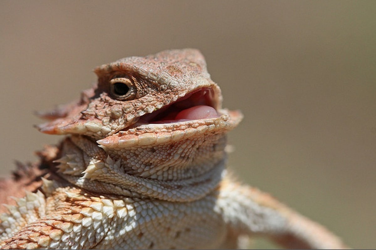 Laughing Lizard meme template