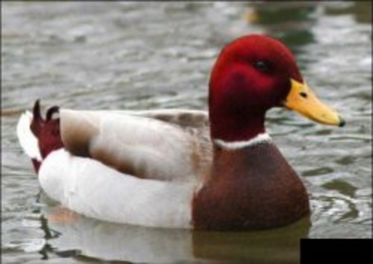 Malicious Advice Mallard meme template