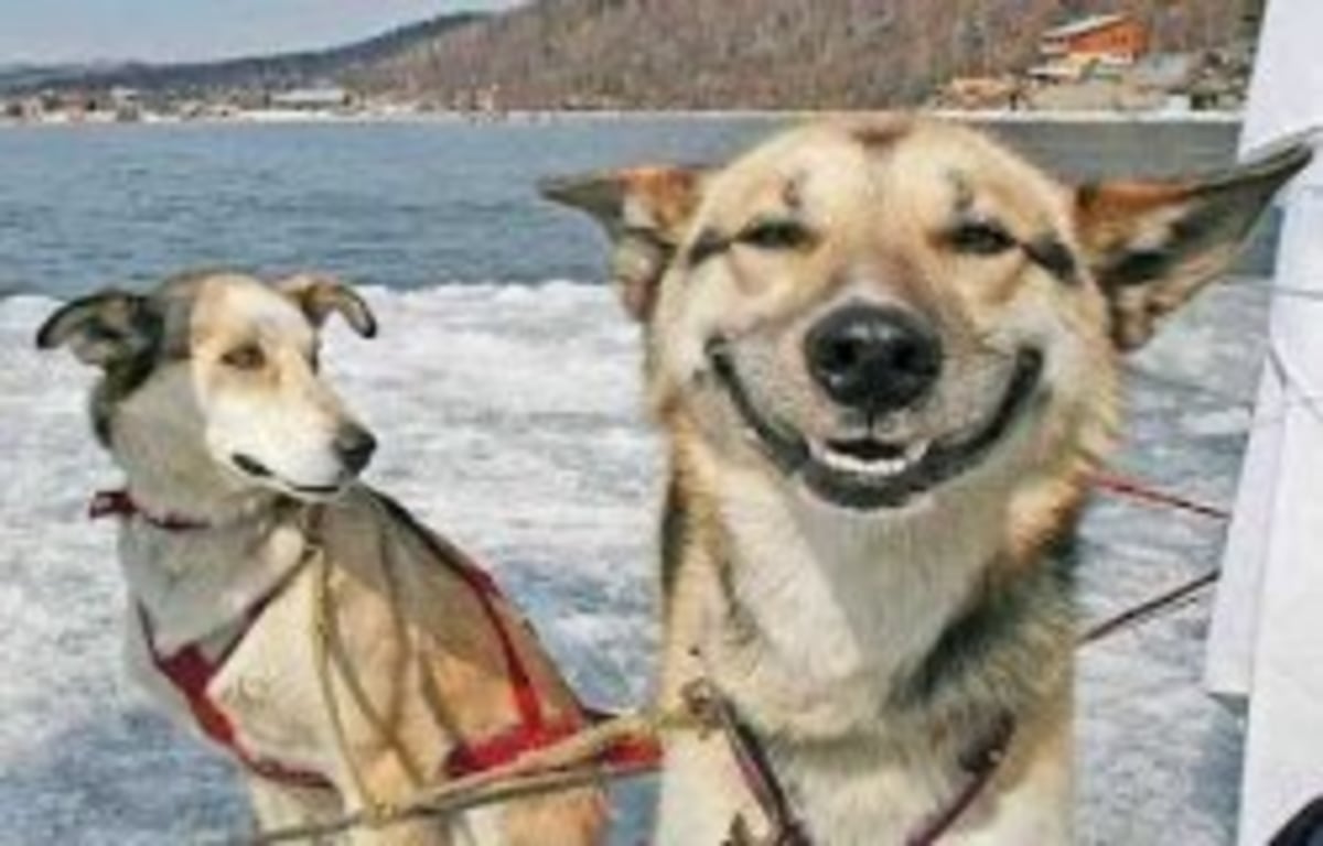 Original Stoner Dog meme template
