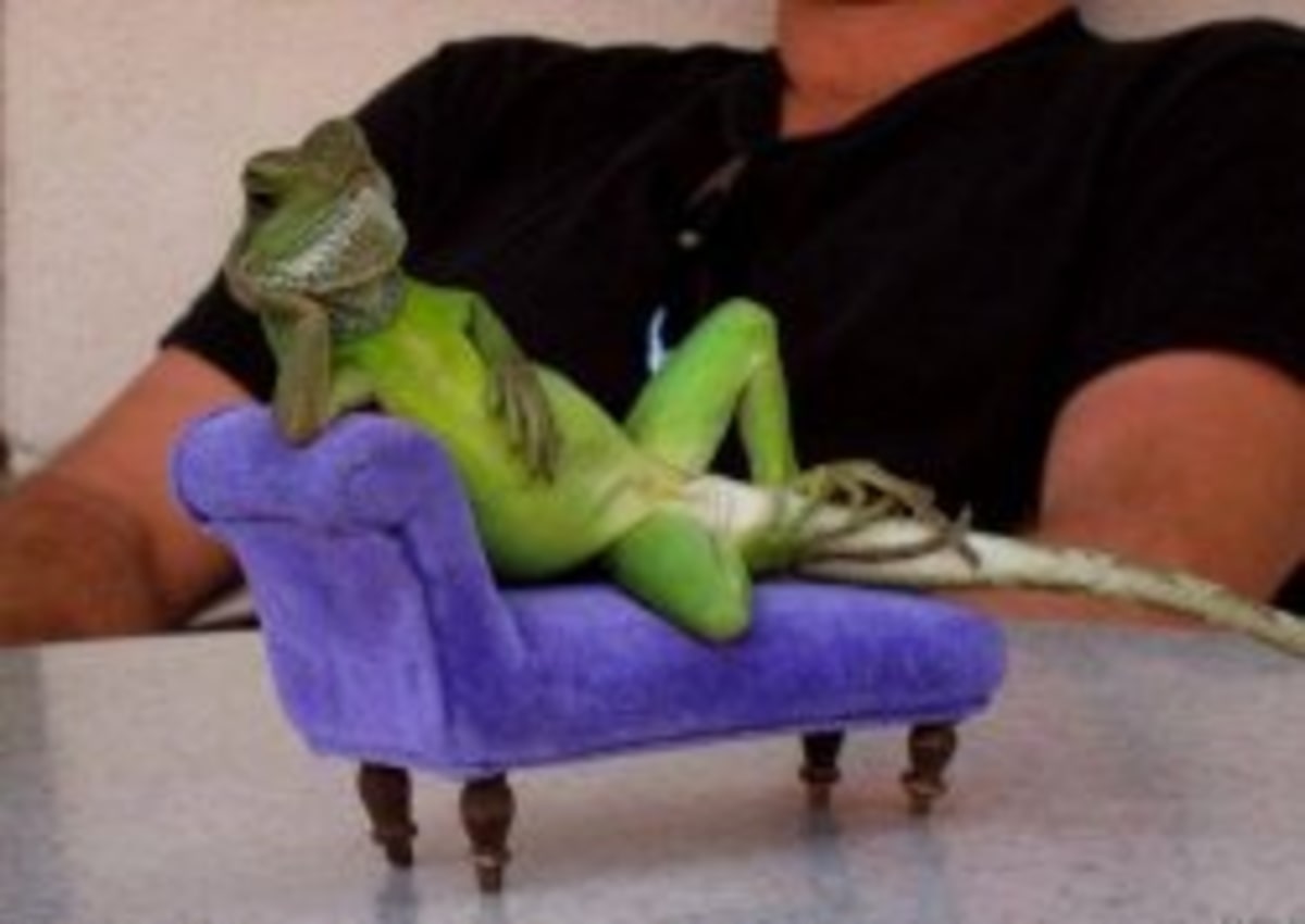 Sassy Iguana meme template