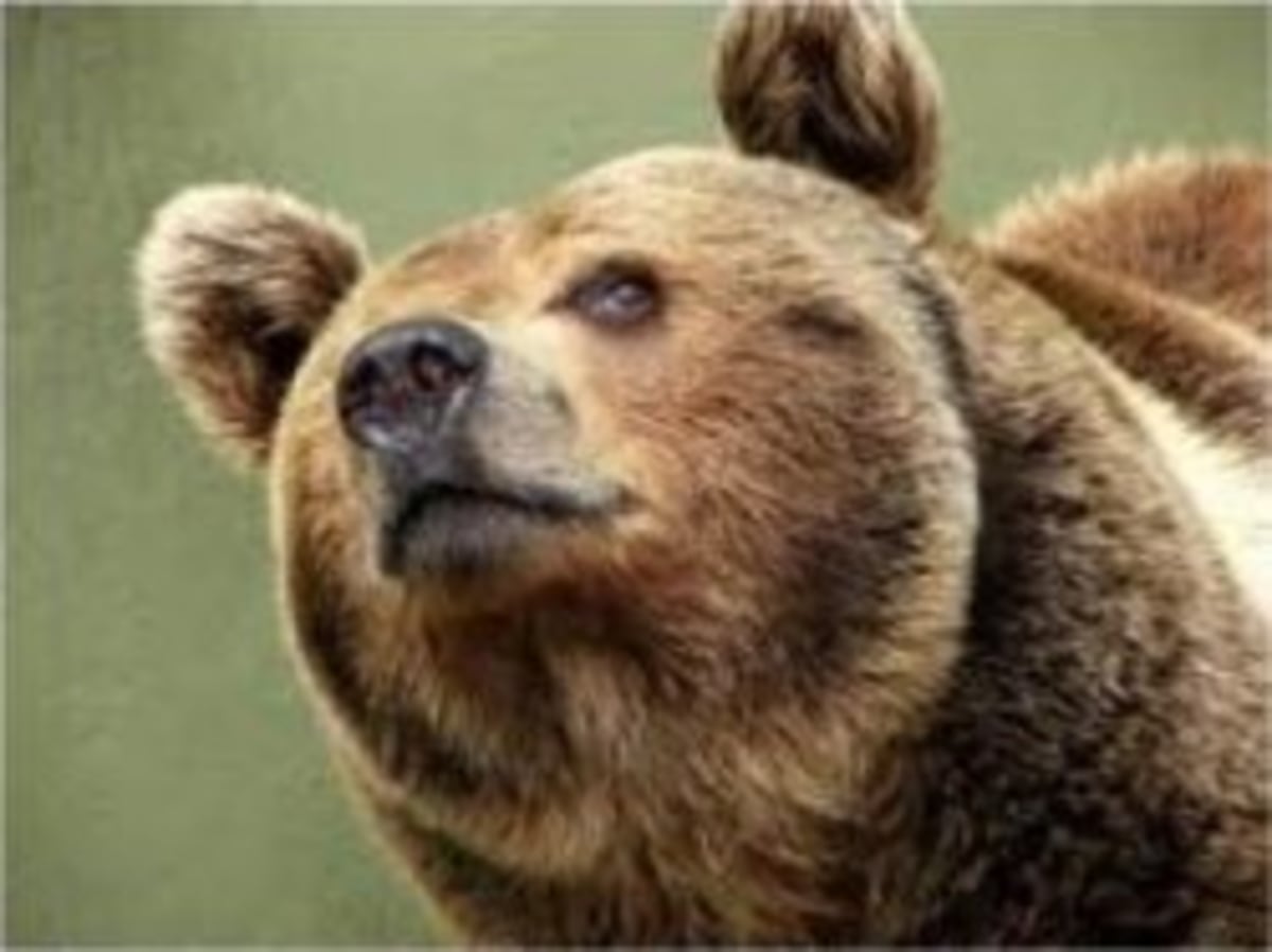 Smug Bear meme template