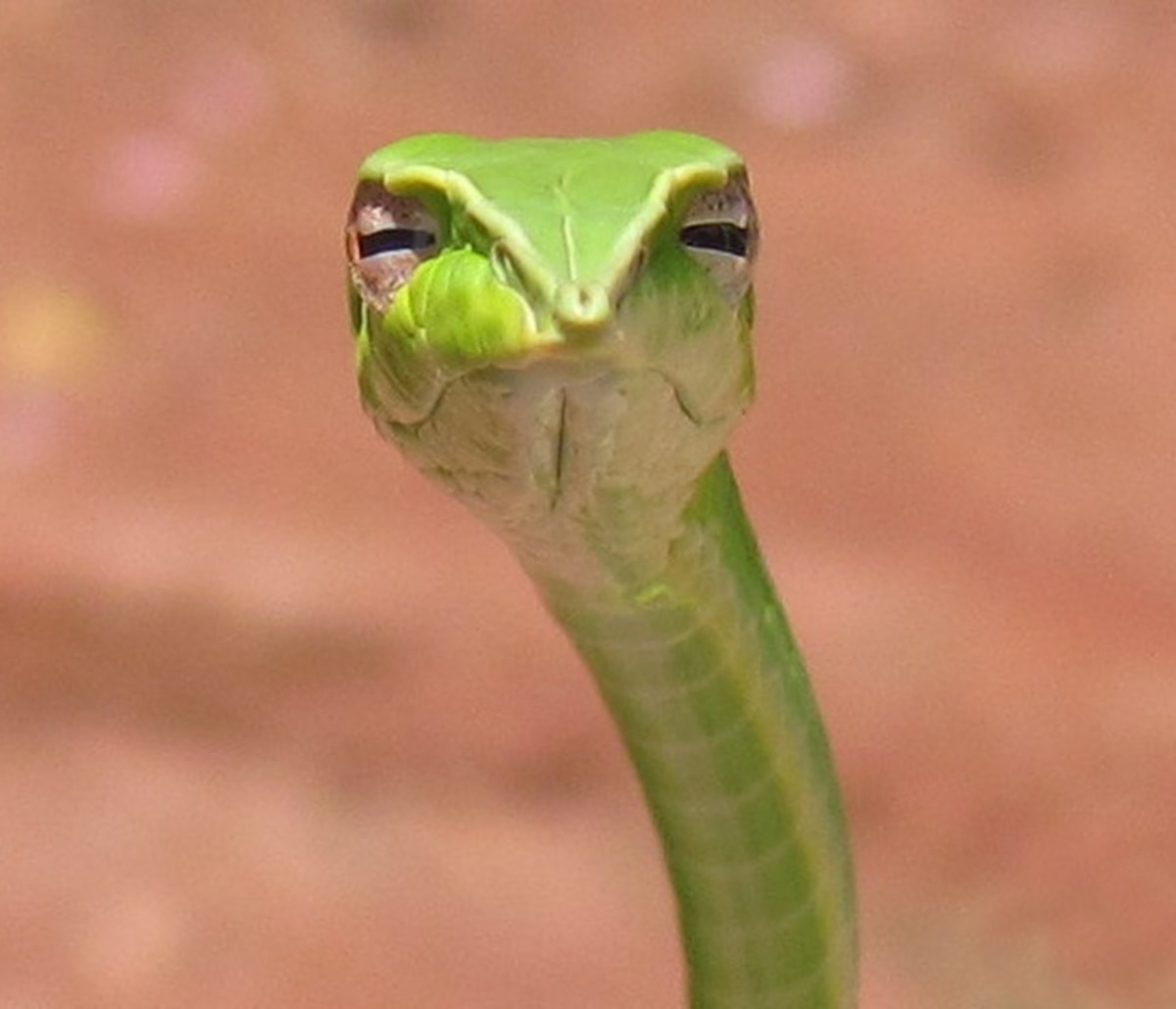 Skeptical Snake meme template