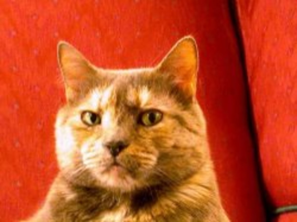 Suspicious Cat meme template