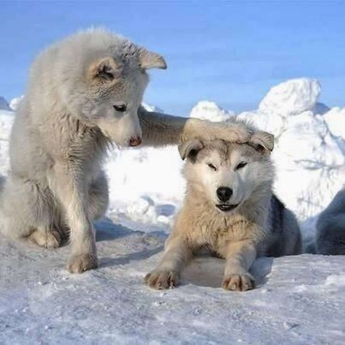 At Least You Tried meme template: One fluffy white dog pats another dog on the head.