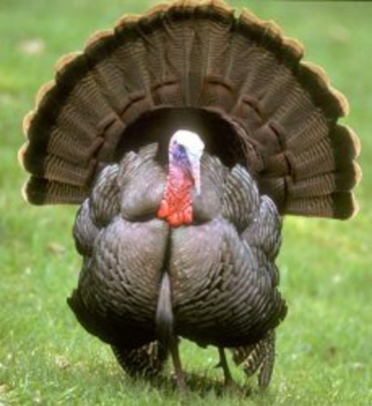 Turkey meme template