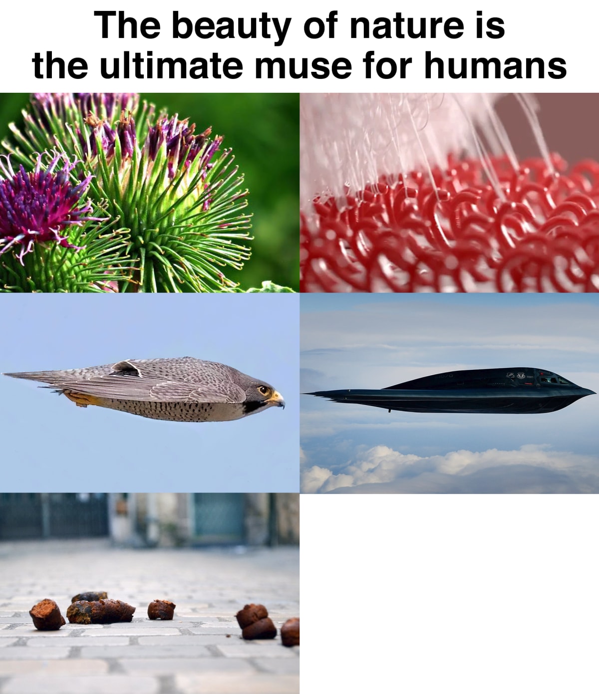 Natures Beauty meme template