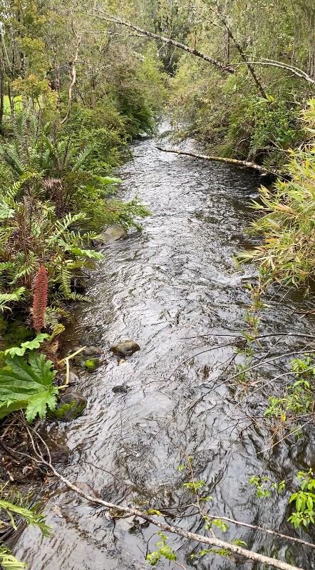 Parcelas entre Puerto Varas y Encenada - Image 1