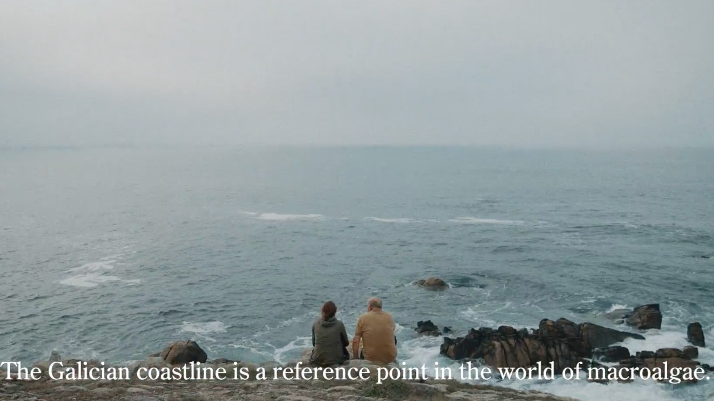 Shiweed: Brand Strategy by The Shelter Creative