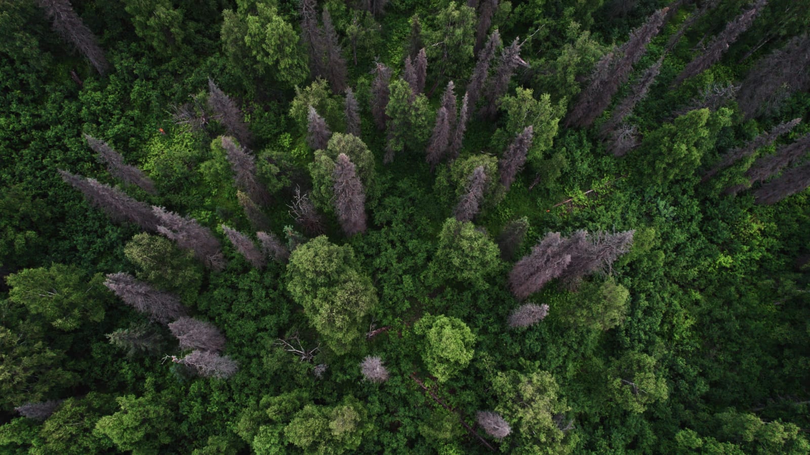 Alaska trees