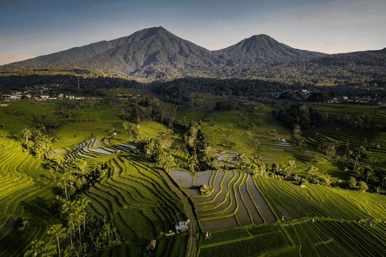 Lush rice terraces and jungle in Ubud, Bali