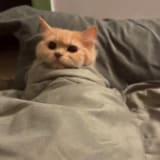 Akanksha's profile photo