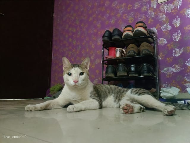Tiwari's home photo 1
