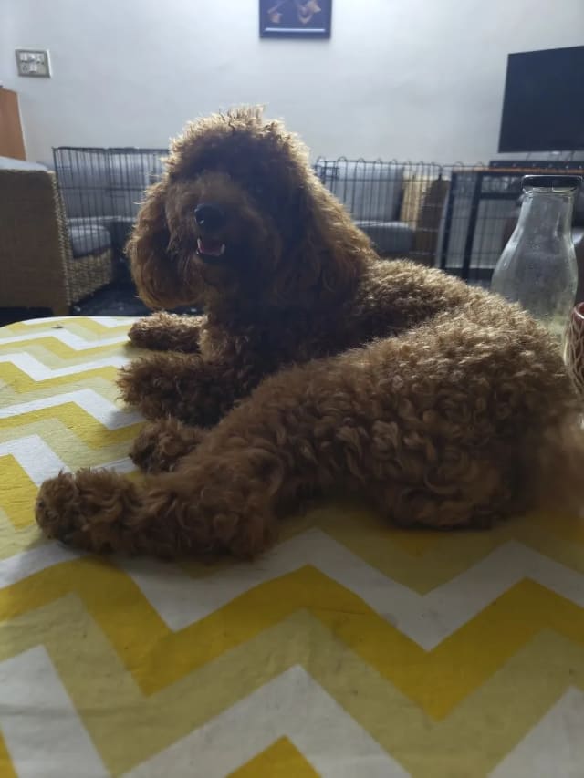 Charvi's home photo 8