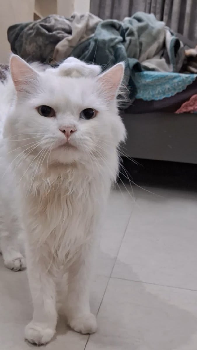 Meet Zeus ♡