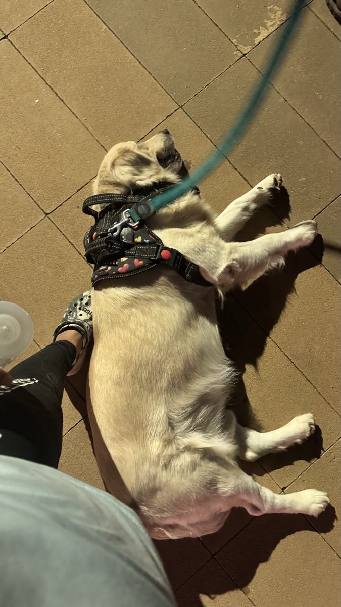 Meet Theo - The lazy lad 😂 but we walked 4 rounds today 💪🏻