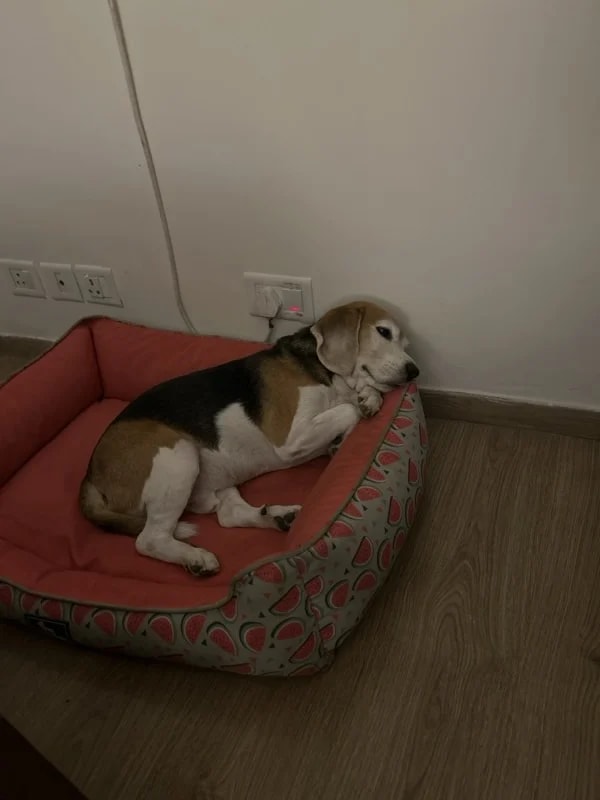 Murphy is a certified good boy. 🐾 what a lovely day hosting him! Beagles are the best. 🩷(also, he’s snoring peacefully here- but who can complain? Dogs have the cutest snores!!)