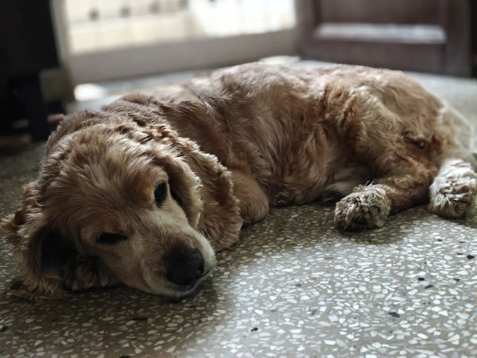 Little old lindor loves to have an outside view accessible, even when he naps 💤