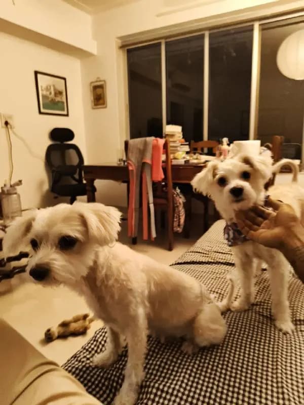 Had a wonderful time hosting tofu & malai for sitting on Zauffy!