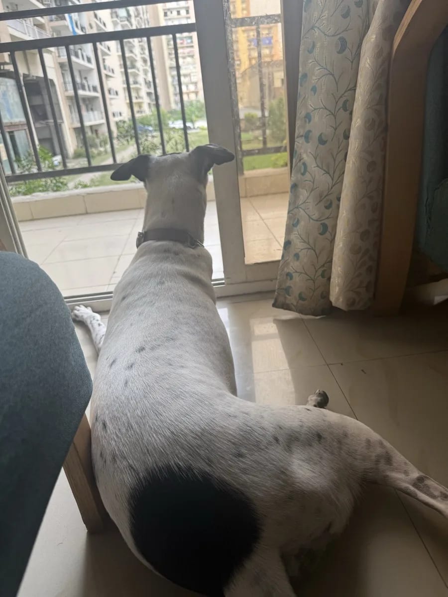 Cutest and calm weekend partner meet titlii