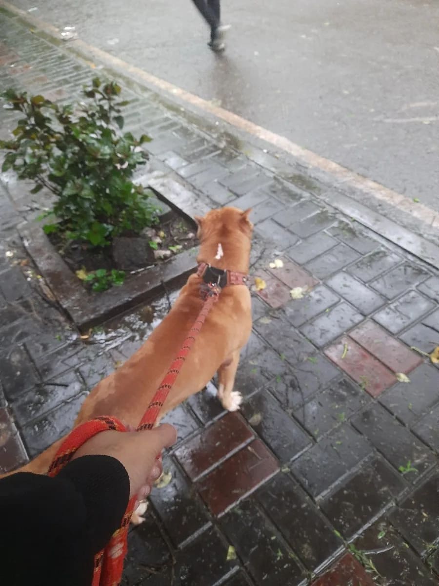 First pet walking done with American bull dog
