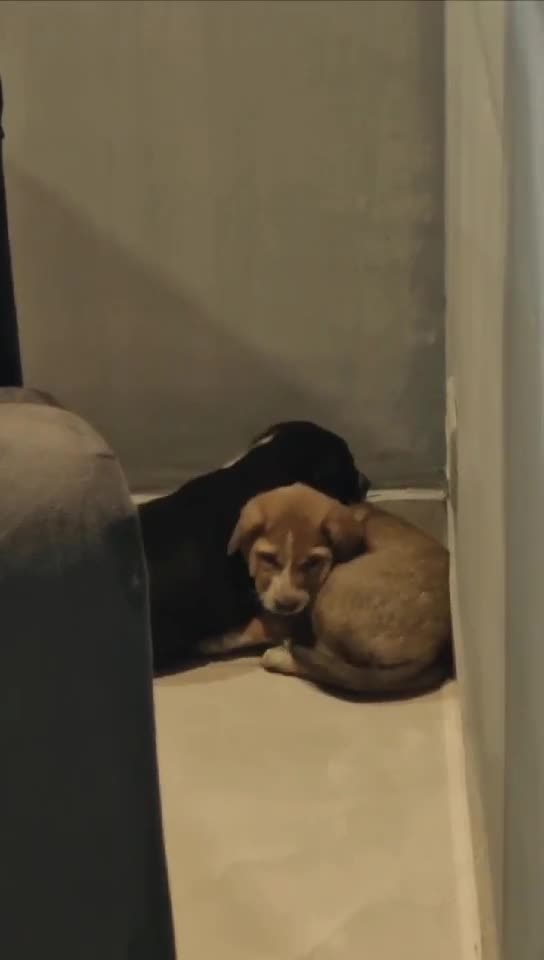 they were born on the streets…
no home, no comfort, no one waiting for them
and still… they curl up like this, like the world hasn’t been unfair to them
i don’t think i’ll ever understand that kind of innocence 🥺
meet Malfoy, Sevrus, Bellatrix and Ron…
four tiny souls who don’t have much, but somehow still have so much love to give ❤️