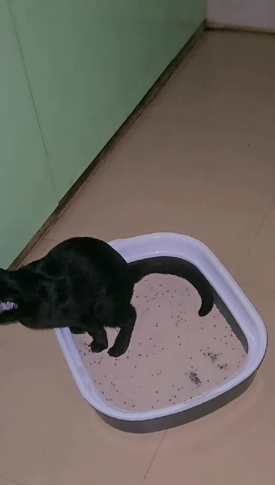 Big milestone for shy little Toothless today β he's settling in and already figured out where the litter box is! πΎπ€