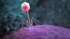 Large genome models used to design new viruses