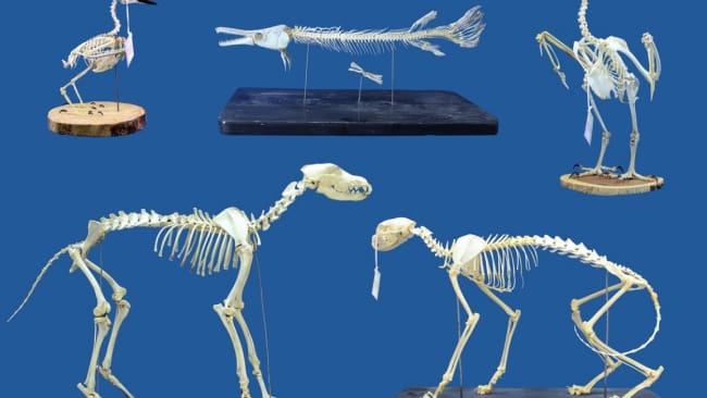 Museums could use ravenous superworms to clean skeletons