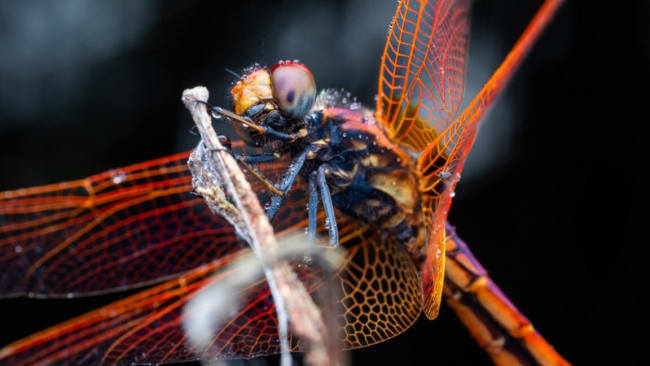 Dragonflies maneuver like fighter pilots
