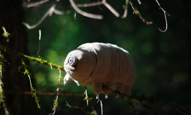 Researchers Test Mars Soil on One of Earth&rsquo;s Toughest Creatures, The Reaction Was Unexpected