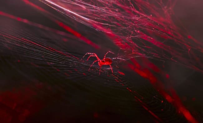 This Spider Is Unlike Any Other, It&rsquo;s The World&rsquo;s First To Spin Red Fluorescent Silk