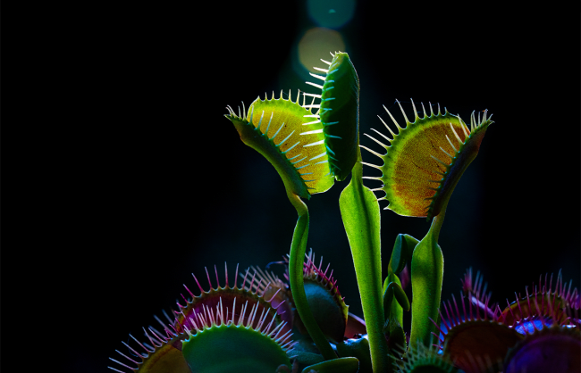 The Venus Flytrap Mystery That Vexed Darwin, Solved