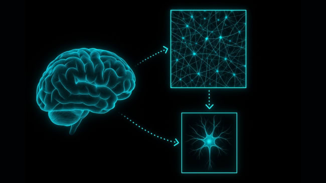 Human brain operates near, but not at, the critical point
