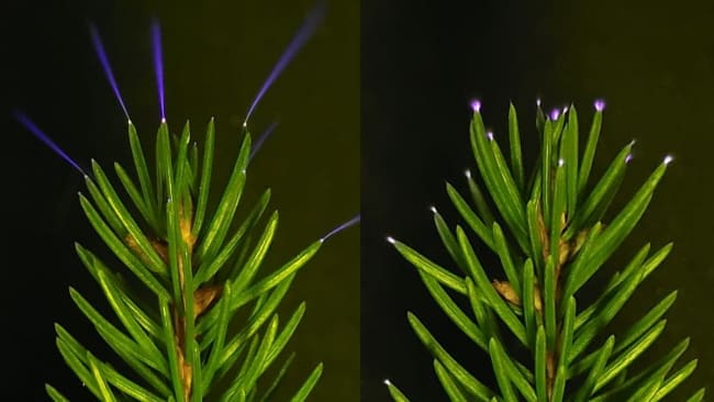 Trees Seen Emitting a Ghostly Light During a Thunderstorm For The First Time