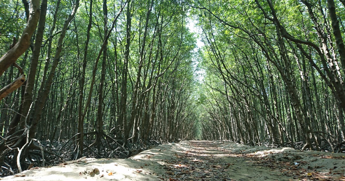 Cần Giờ Monkey Island