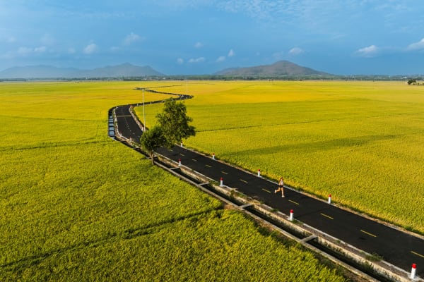 An Nhứt Rice Fields