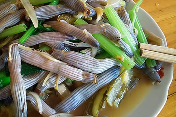 Sá sùng