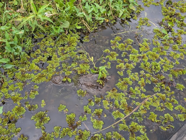 Bàu Sấu (Crocodile Lake) 5