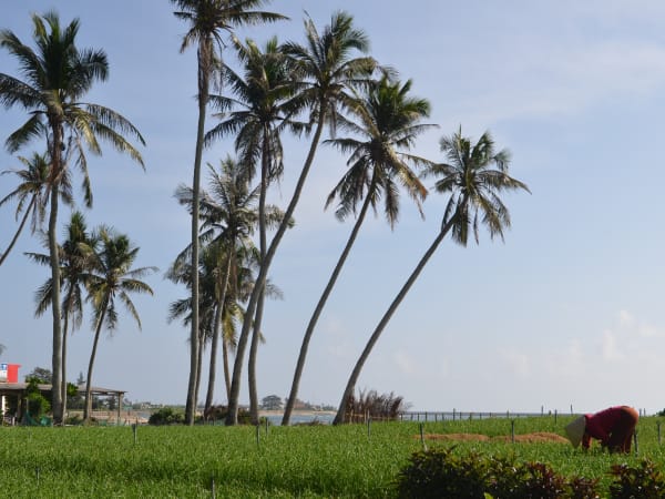 Lý Sơn Garlic Fields 4