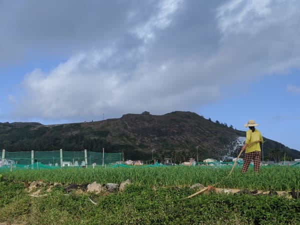 Lý Sơn Garlic Fields 3