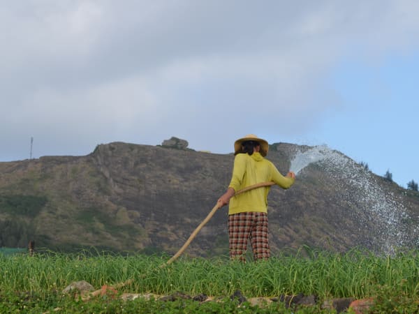 Lý Sơn Garlic Fields 6