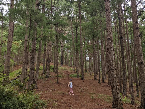 Langbiang Mountain 3