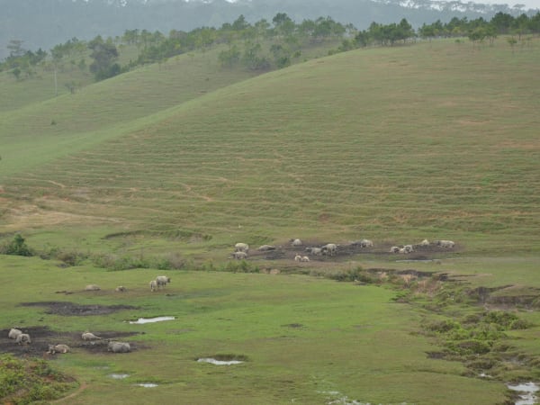 Masara Hill 8