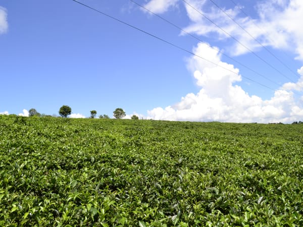 Moc Chau Tea Hills 5