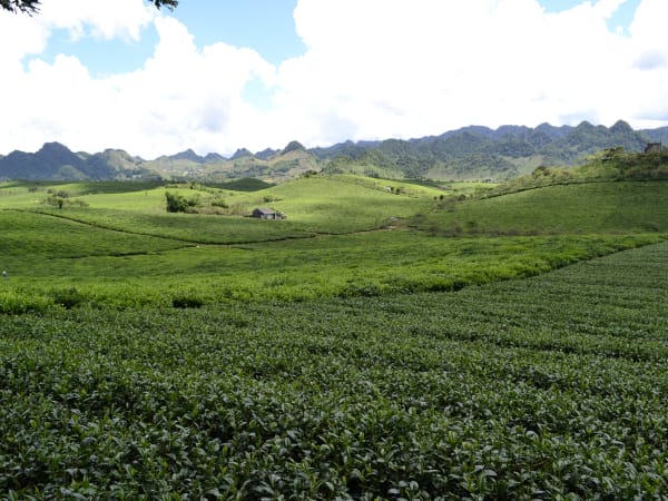 Moc Chau Tea Hills 1